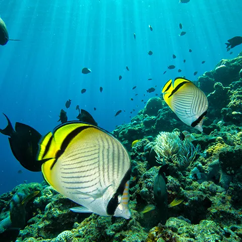 青の洞窟体験ダイビング