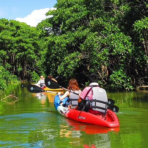 マングローブカヤック