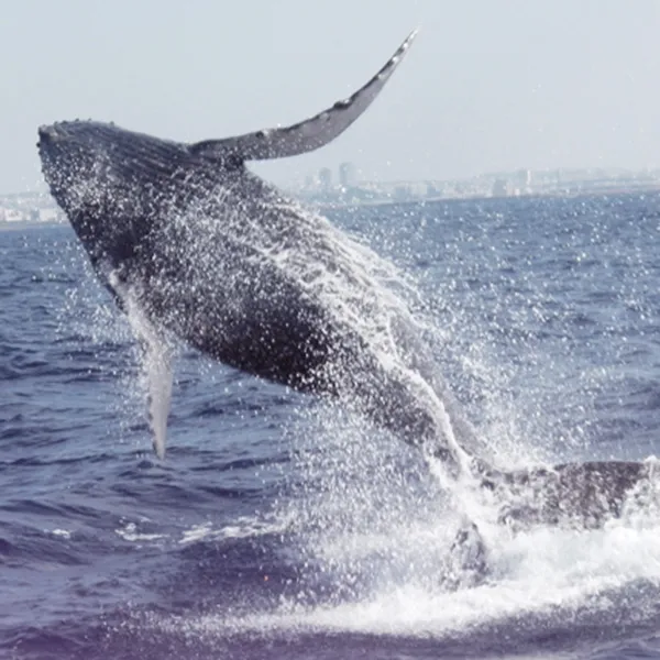 ホエールウォッチング